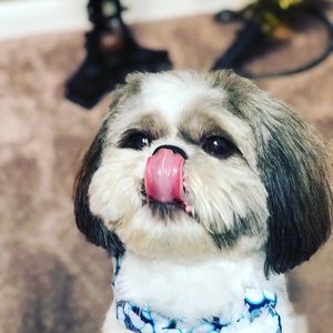 Meet your Posher, Rosa